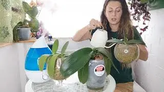 В0дка + 2 дешёвые ТАБЛЕТКИ и орхидея СРАЗУ ПЫШНО ЗАЦВЕТЁТ/ ОРХИДЕЯ ОТЦВЕЛА, ЧТО С НЕЙ ДЕЛАТЬ ❓