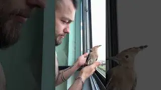Удод🍒:Ну вроде заселился,люди хорошо кормят,у них тепло Хозяин❣️ дома:Улетай,тебе нужна свобода🔀