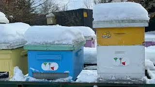 Did my bees survive the winter? | winter beekeeping
