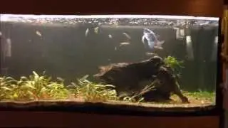 Dwarf Chain Loaches