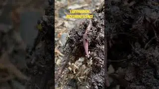 Earthworms display bioluminescence similar to other glowing insects or sea creatures!