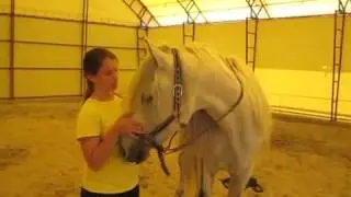 1 уровень  Фараон Звягинцева Анна Сергеевна