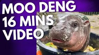 Moo Deng Full 16 Minutes Video #newsdigests #moodeng #viralnews #cute