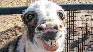 (4K)  Funny Animal Videos - Try To Not Lough | 2023 Best Funny Video | Cute Funny Animal |