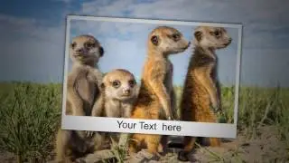 Funny animals - Project for Proshow Producer