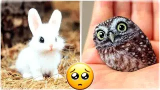 Funniest Animals Video - Best Cats😹 and Dogs🐶