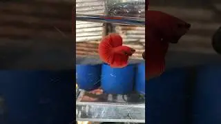 El pez Betta súper red #bettas #pezbettas #bettafish #fish