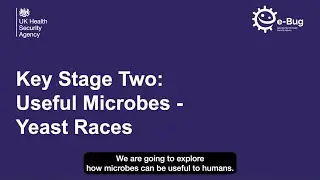 KS2 Useful Microbes Experiment - Yeast Races