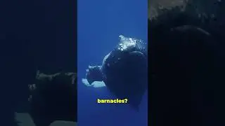 Why Barnacles Love Gray Whales #shorts #whales