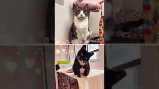 Fabulous Shelter Cats!!~A Five Month Compilation