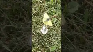 Butterflies: Flirting or Fighting?  You decide.