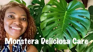 Monstera Deliciosa Care