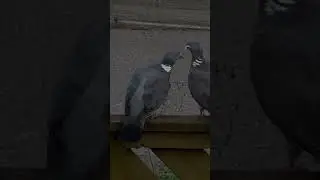 Playing birds on the fence on a summer day  #birds #pigeonlove #pigeons