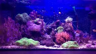 My reef tank updated 60cm 100 liter