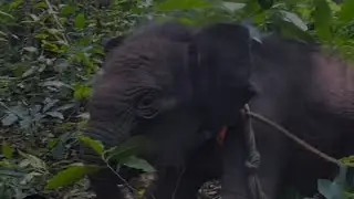 Elephant Calf Reunion
