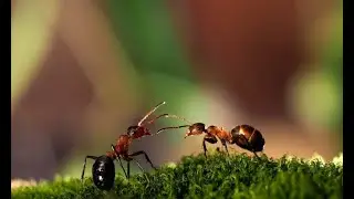 Насекомые: муравьи, шмель, паук. (Макросъемка, Футаж) / Insects: ants, bumblebee, spider. (Footage)