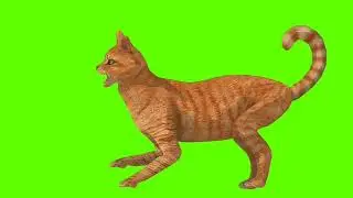 Green Screen Background Correcter In cat #ManywaysfrontSide #animation #video  #youtube #greenscreen
