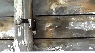 El primer vuelo