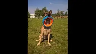 Chuckit! Fetch Wheel Dobó karika vs Iorek a malinois