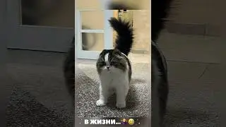 НЕЙРО-МИШУЛЯ 🧚‍♀️🤩😅 ВИДЕО И ФОТО