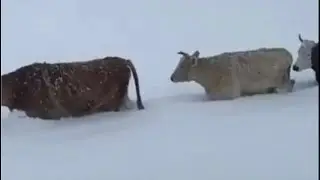 Зима