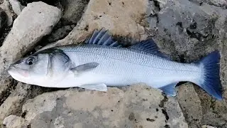 KIYIDAN Canlı YEM ile LEVREK PEŞİNDEYİZ heryer LEVREK 🐟🎣Levrek avı🎣Our SEA BASS hunt with live bait