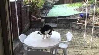 Jess the ice skating cat
