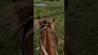 это любовь с 1 взгляда🐎💛 #рек #рекомендации #алтай #верховая_езда #лошадь #конь #алтайскийкрай
