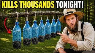 The Forgotten Amish Mosquito Trap That Kills Thousands Overnight