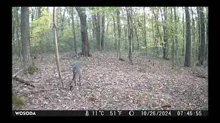 Ladder Stand Oct 17 2024