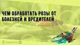 Чем обработать розы от болезней и вредителей
