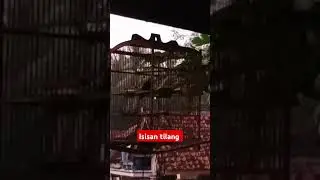 isian burung tilang #cover #lucu #caraservislaptopmatitotal #covermusic #games #lucu