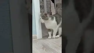 Мой кот и робот пылесос.