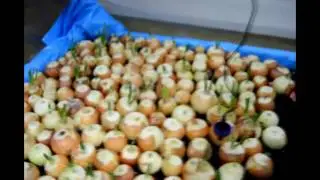 Зимний сад до вашої уваги,продовження)