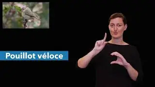 Pouillot véloce