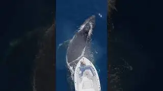 Girl has a once in a lifetime encounter with a Humpback Whale! #mermaid #whale #nature