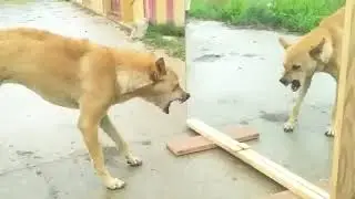 Mirror Prank For Dog  🐕🐕| Hilarious Funny Reaction |15 top Collection Dog Mirrors Pranks