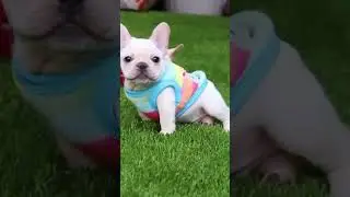Cute Pugs Having Fun Time 🤩 #shorts #dog #pug #pets | Paws and Fur