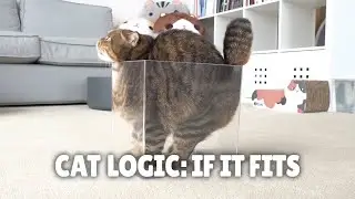 Cat Logic: If It Fits, I Sits | Kittisaurus
