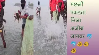 मछली पकड़ते हो हो मिला एक जीव जानवर#newमारवाड़ीcomedy #fising #funny #animal #forest  🐬🐬🐠🐠🪱