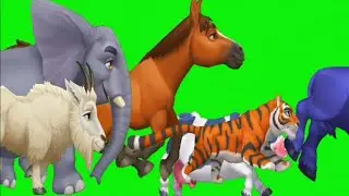 tiger 🐅 green screen animals video attac