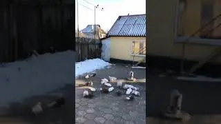 Перелетают с крыши