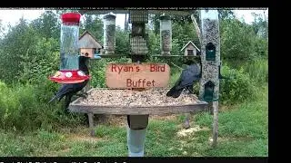 Squirrel persistent to get in Bird House