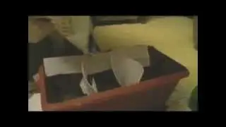 Ну, давай я расскажу тебе: как выращивать рассаду помидоров
