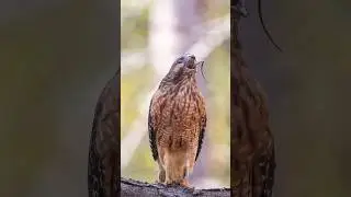 Hawk eats snake: wildlife photography with Sigma 150-600mm lens