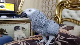 Наблатыканный попугай матершинник ругается на хозяина