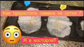 Семена перца🌶️/ как быстро прорастить перец/супер способ