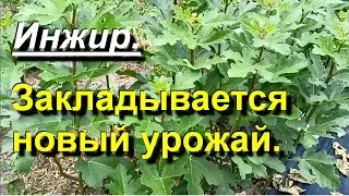 Инжир. Продолжается закладка основного урожая. 2023 06 24