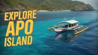 Why Everyone Wants To Visit Apo Island Now!