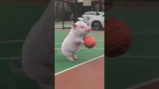 😂Try Not To Laugh 🐷 Funny Pigs Video # 2